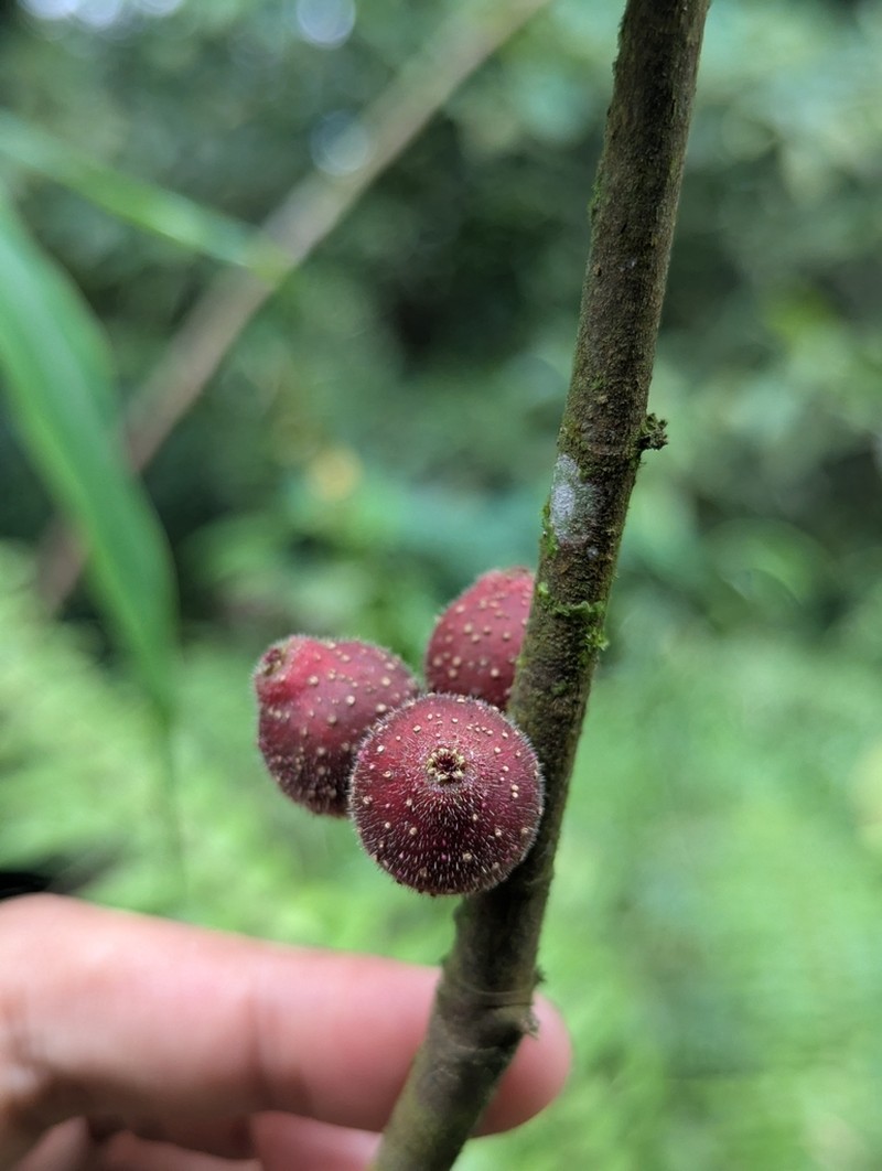 Ficus asperiuscula photo 6