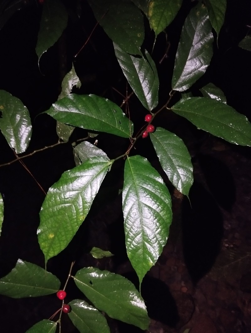 Ficus asperiuscula photo 8