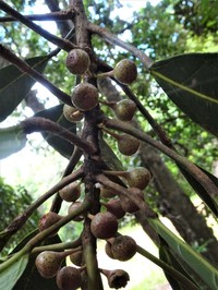 Ficus asperula