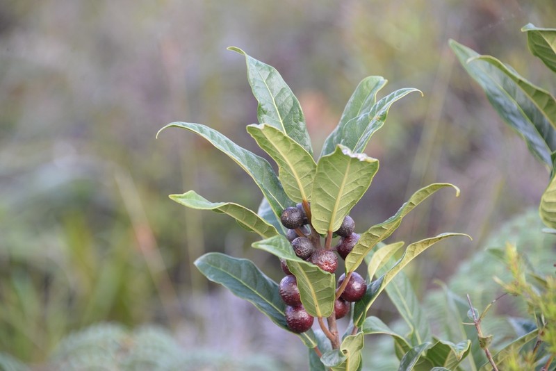 Ficus asperula photo 3
