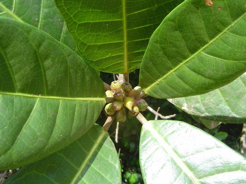 Ficus asperula photo 4