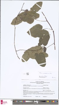 Ficus assamica