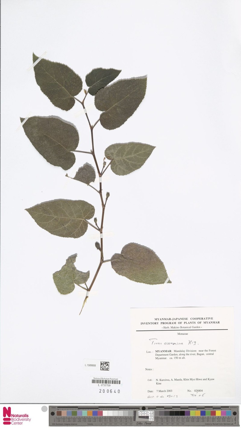 Ficus assamica photo 2