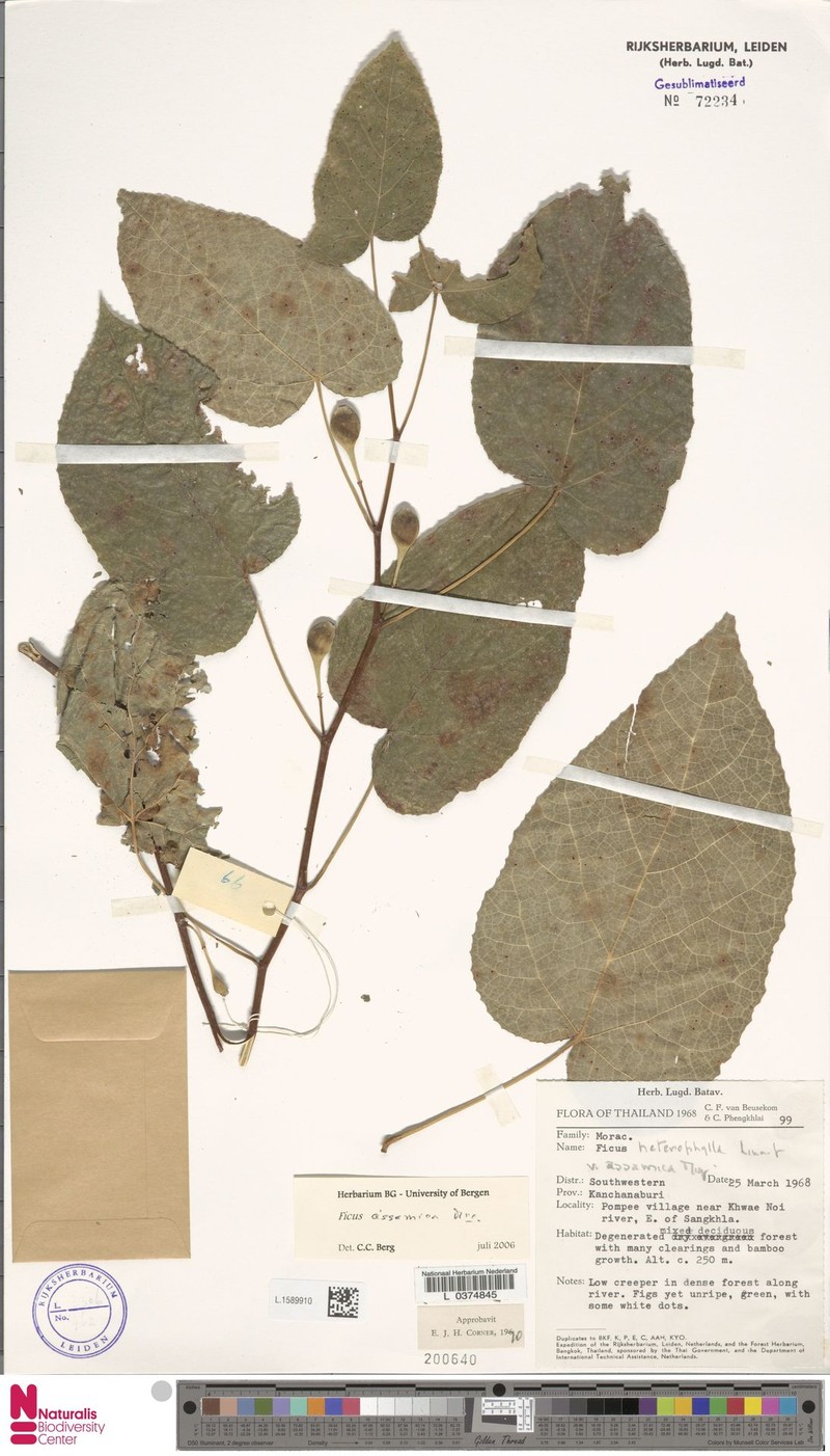 Ficus assamica photo 3