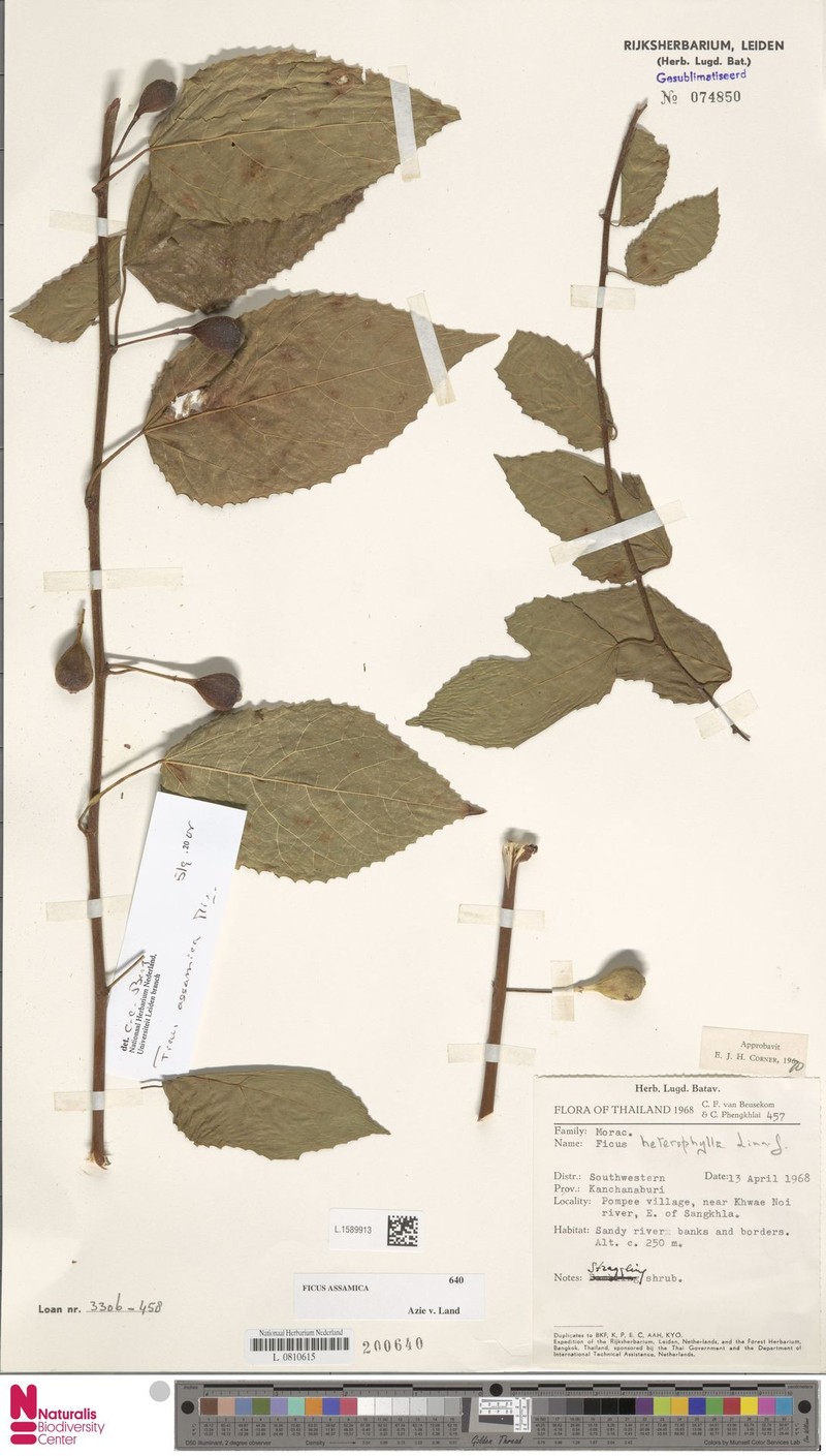 Ficus assamica photo 4