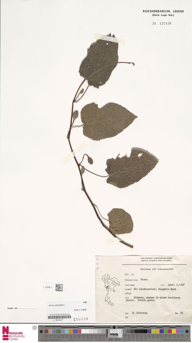 Ficus assamica photo 5