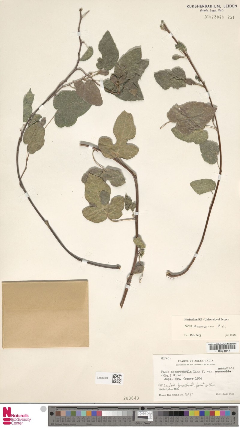 Ficus assamica photo 6