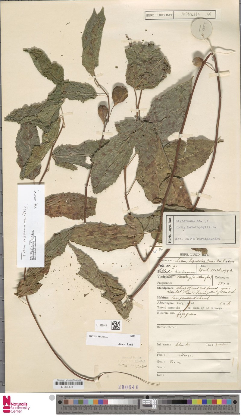 Ficus assamica photo 7