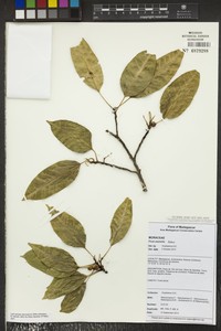 Ficus assimilis