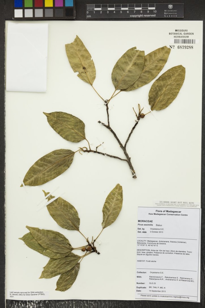 Ficus assimilis