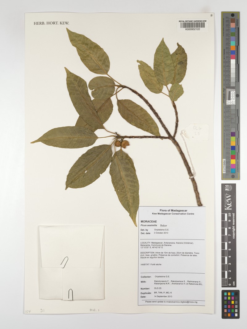 Ficus assimilis photo 2