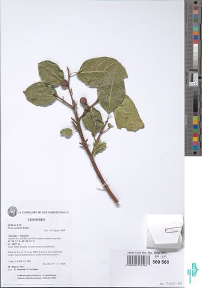 Ficus assimilis photo 3