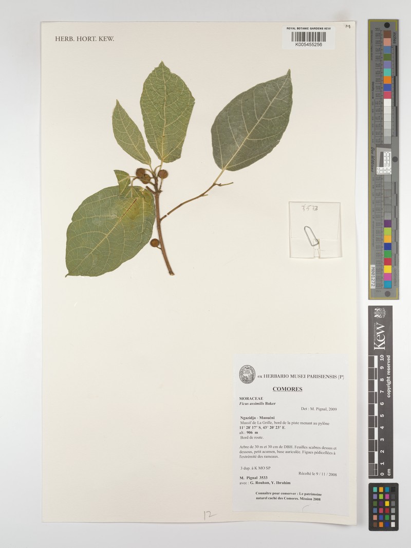 Ficus assimilis photo 4