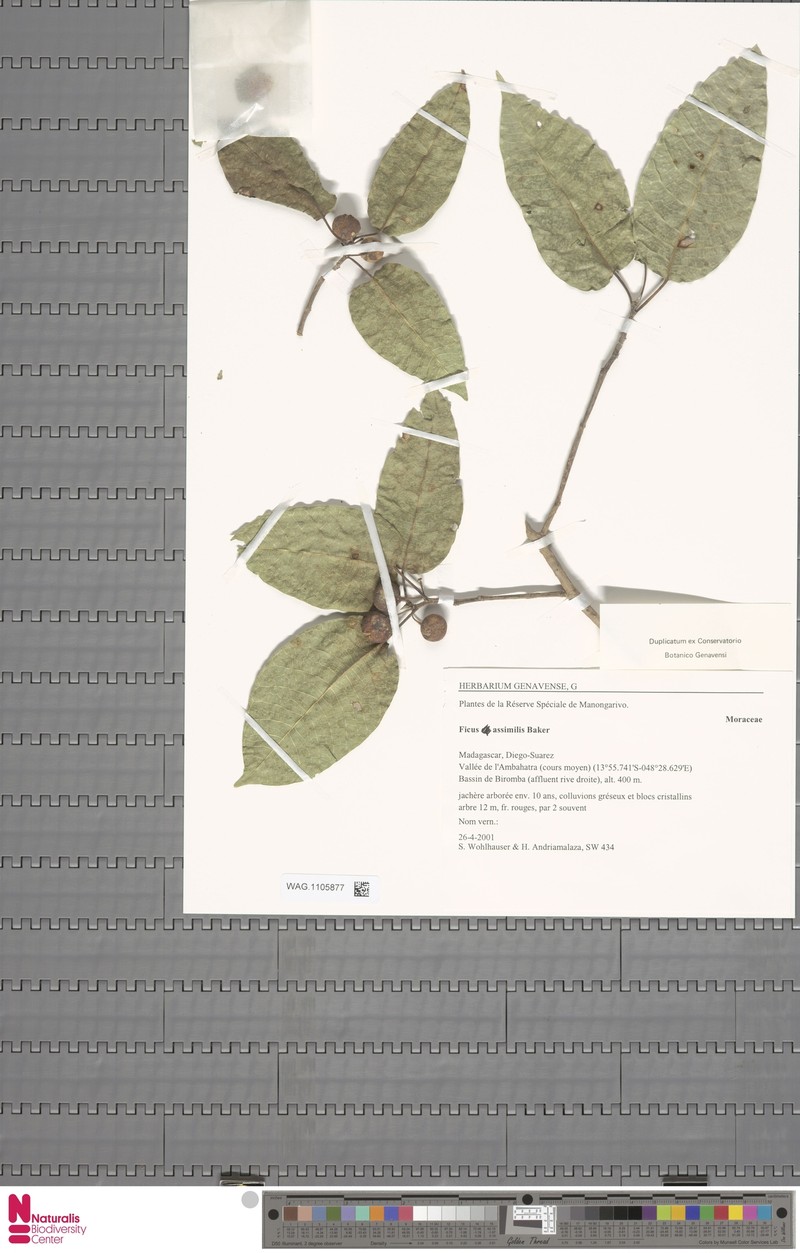 Ficus assimilis photo 5