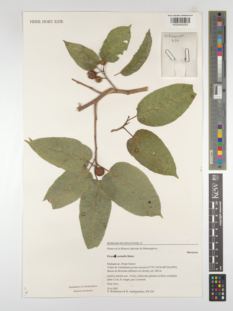 Ficus assimilis photo 6