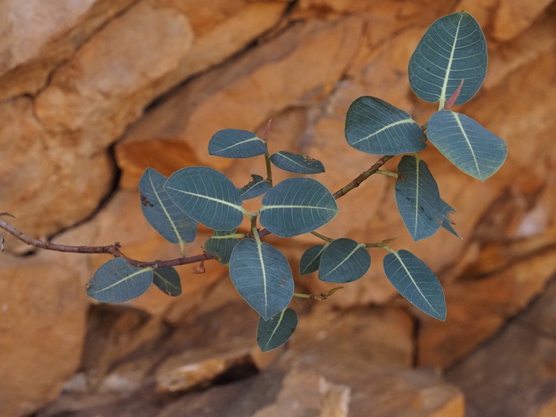 Ficus atricha