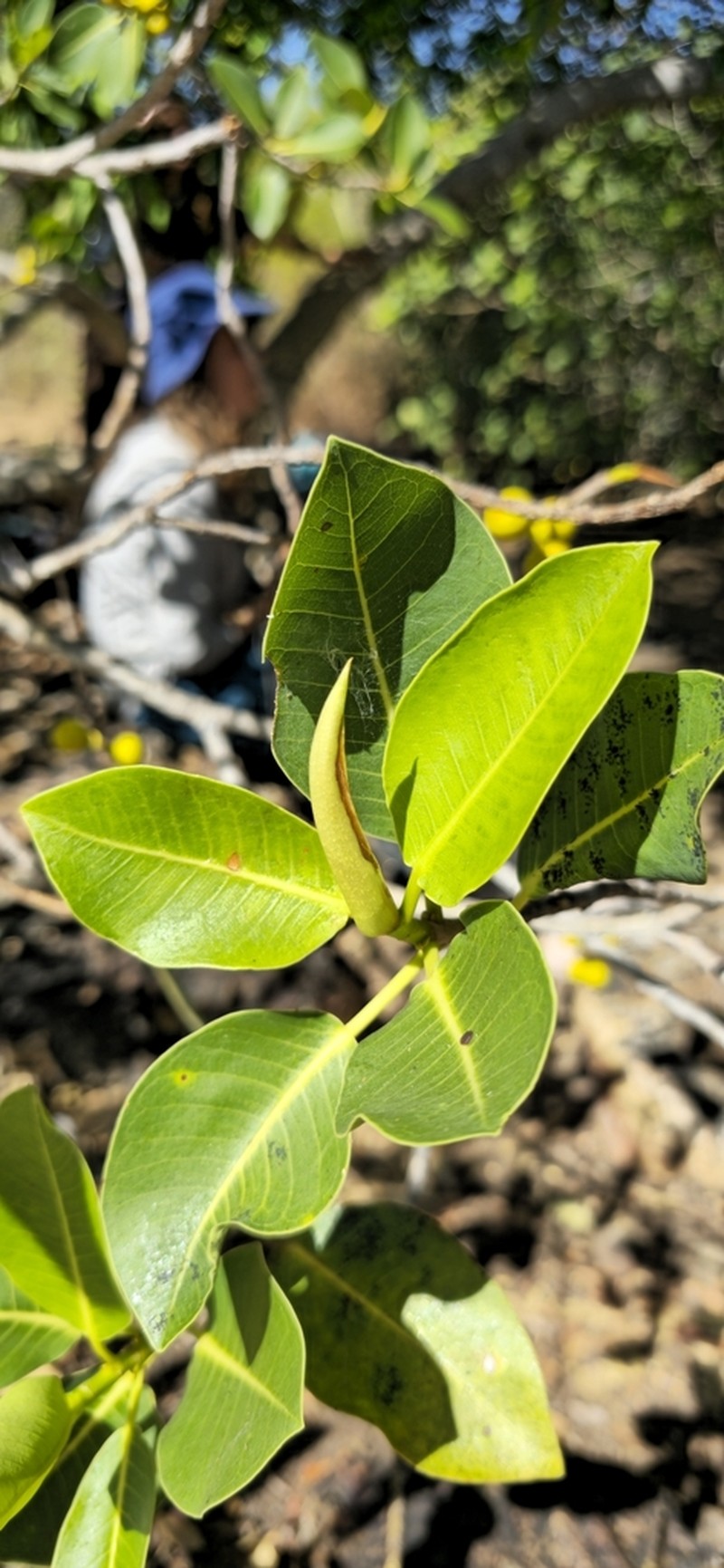 Ficus atricha photo 2