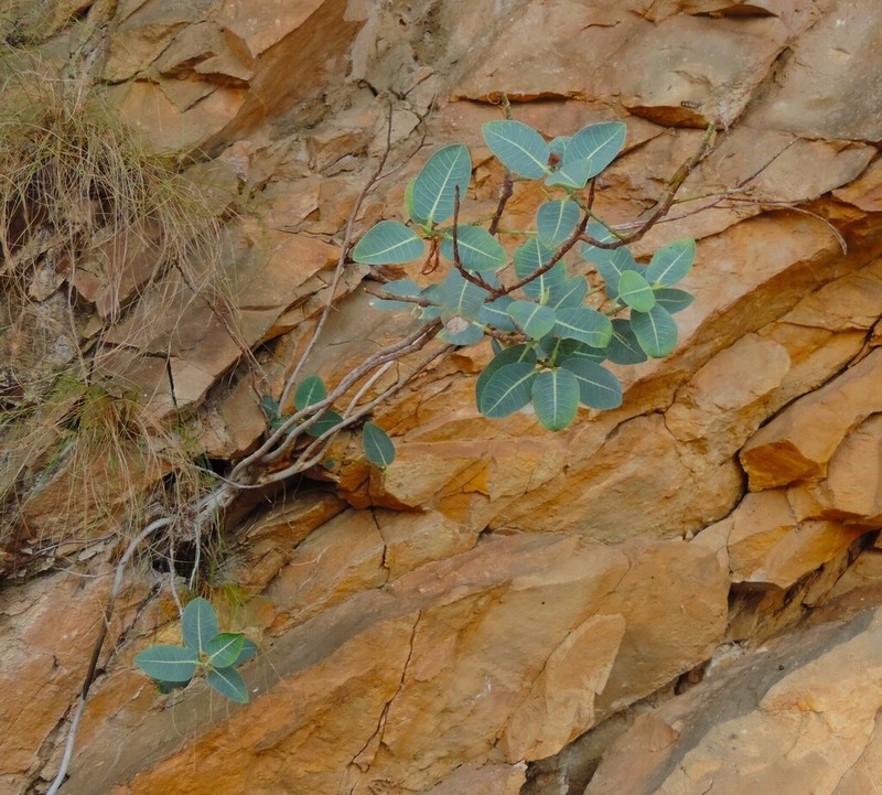 Ficus atricha photo 3