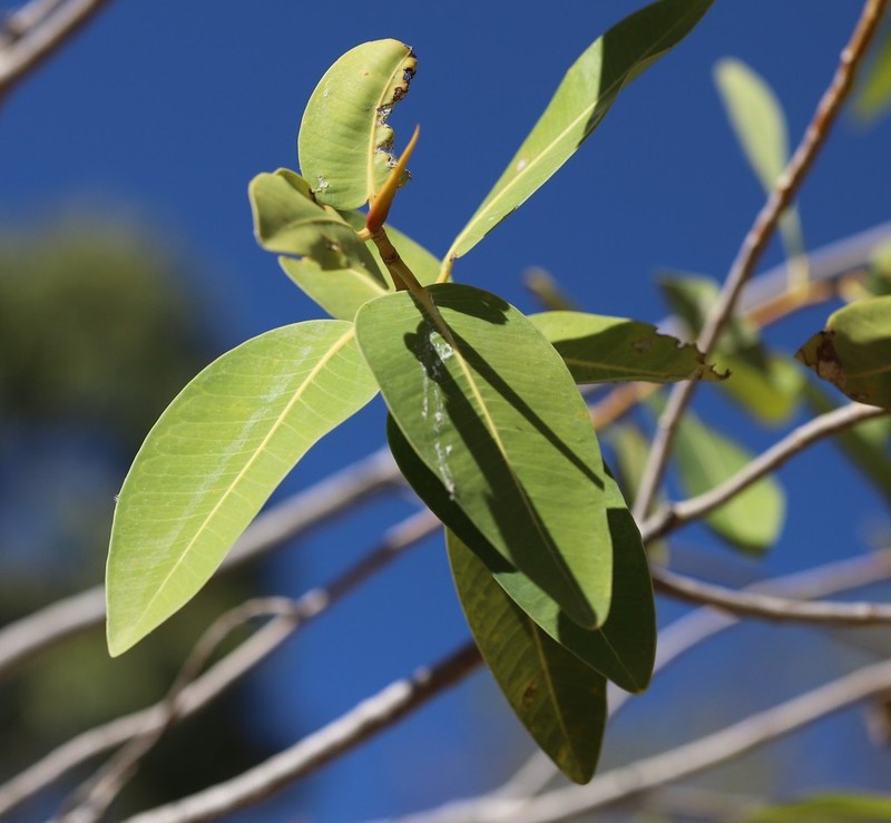 Ficus atricha photo 4