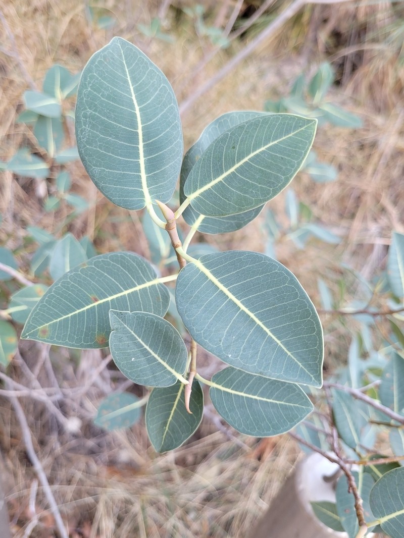 Ficus atricha photo 5
