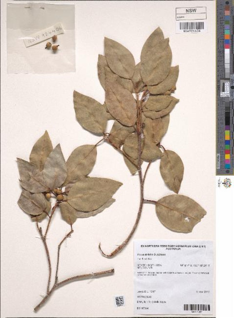 Ficus atricha photo 8