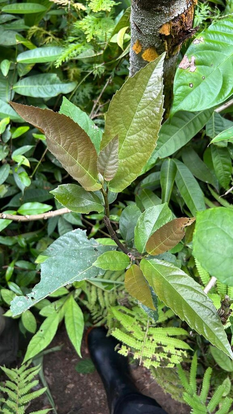 Ficus aurantiacifolia