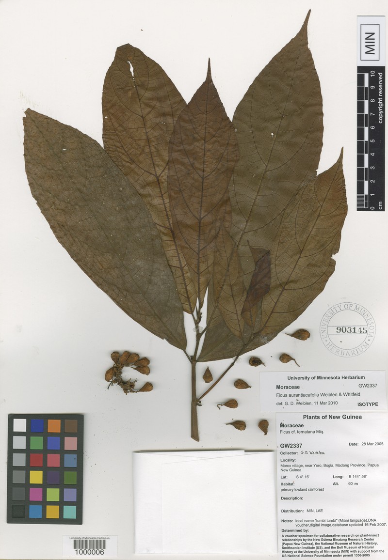 Ficus aurantiacifolia photo 2