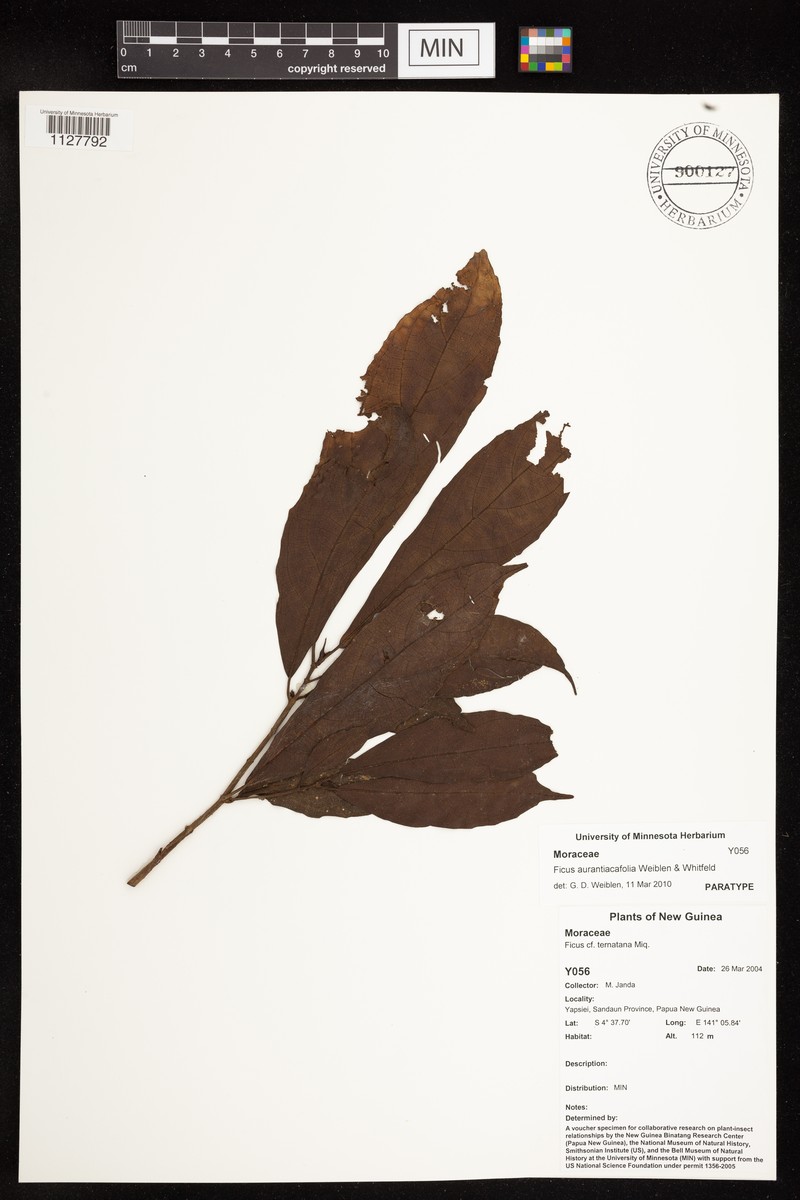 Ficus aurantiacifolia photo 3