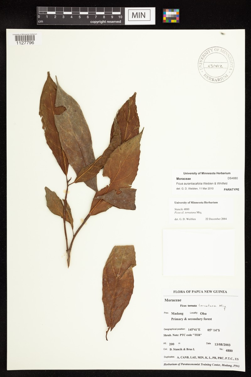 Ficus aurantiacifolia photo 4
