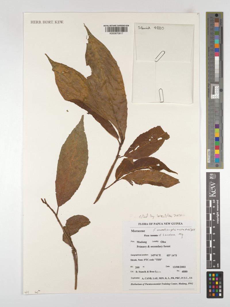Ficus aurantiacifolia photo 5