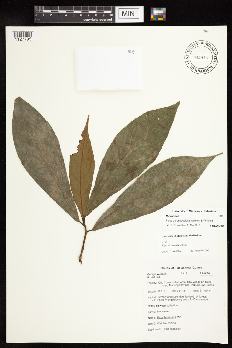 Ficus aurantiacifolia photo 6