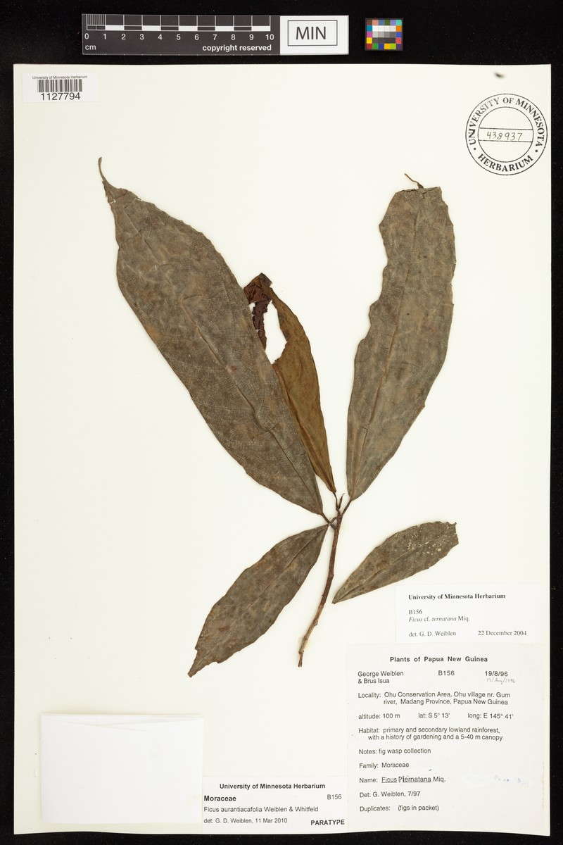 Ficus aurantiacifolia photo 7