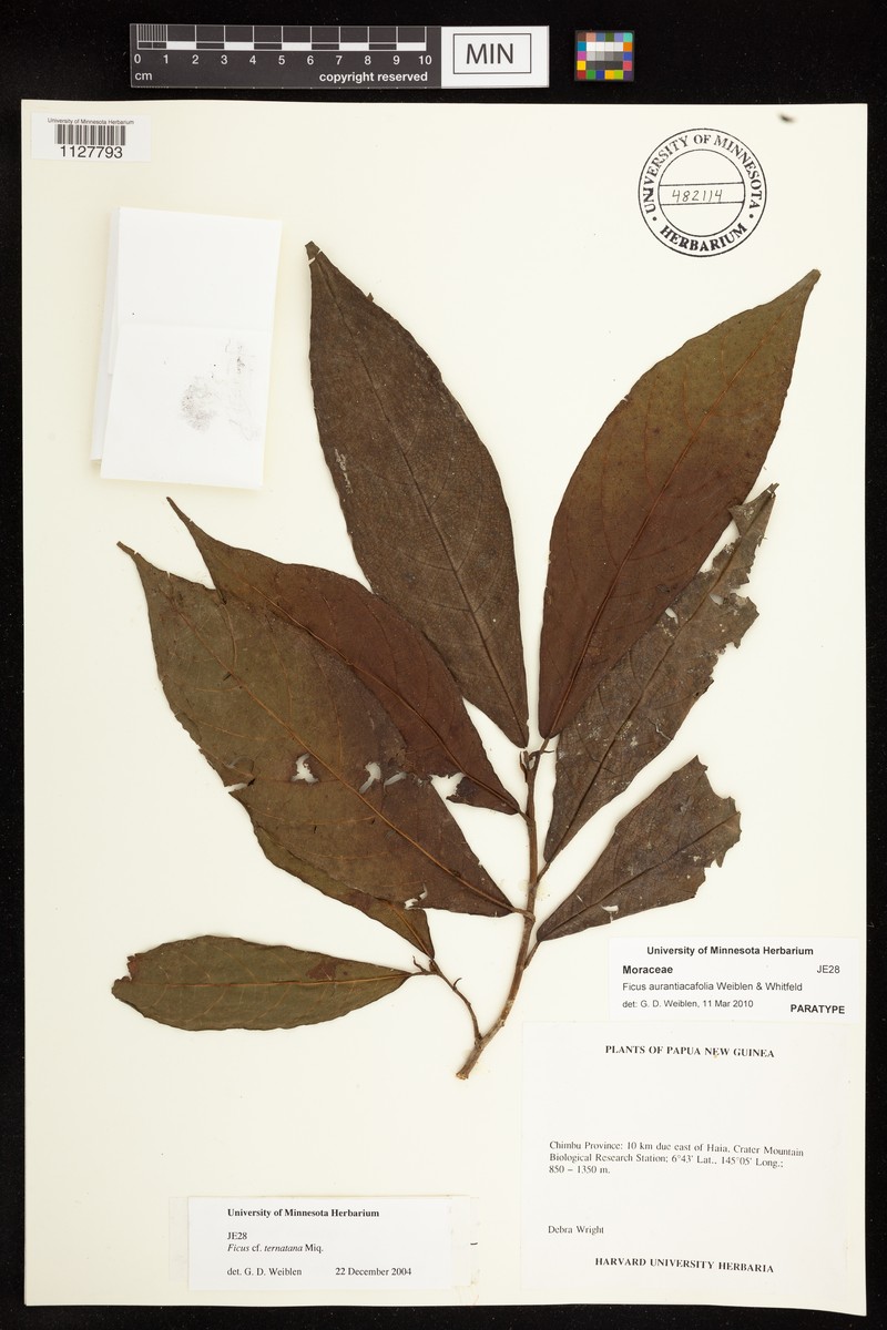 Ficus aurantiacifolia photo 8