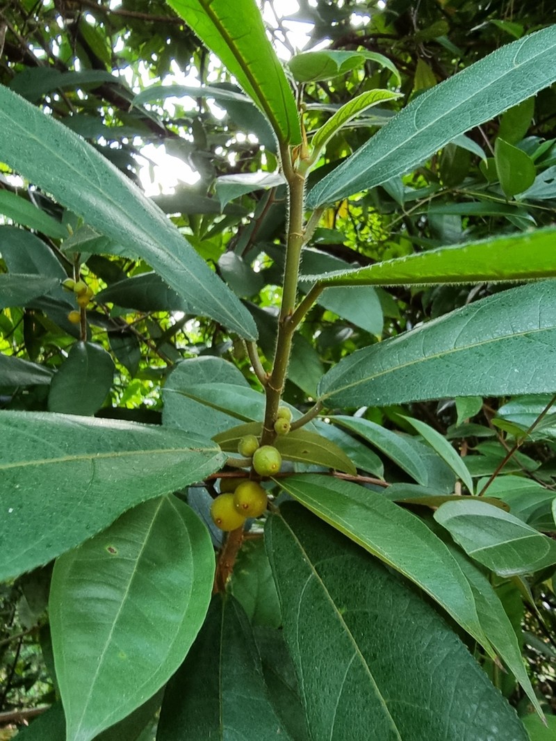 Ficus aurata