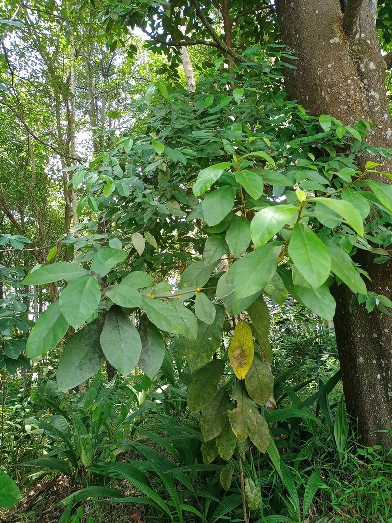Ficus aurata photo 2