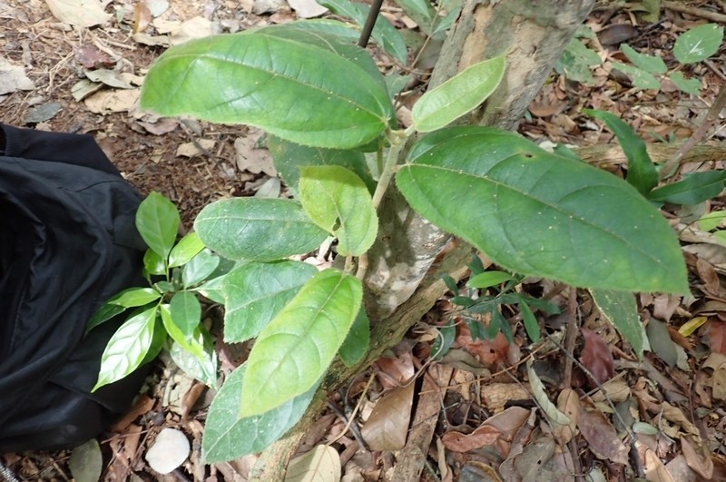Ficus aurata photo 3