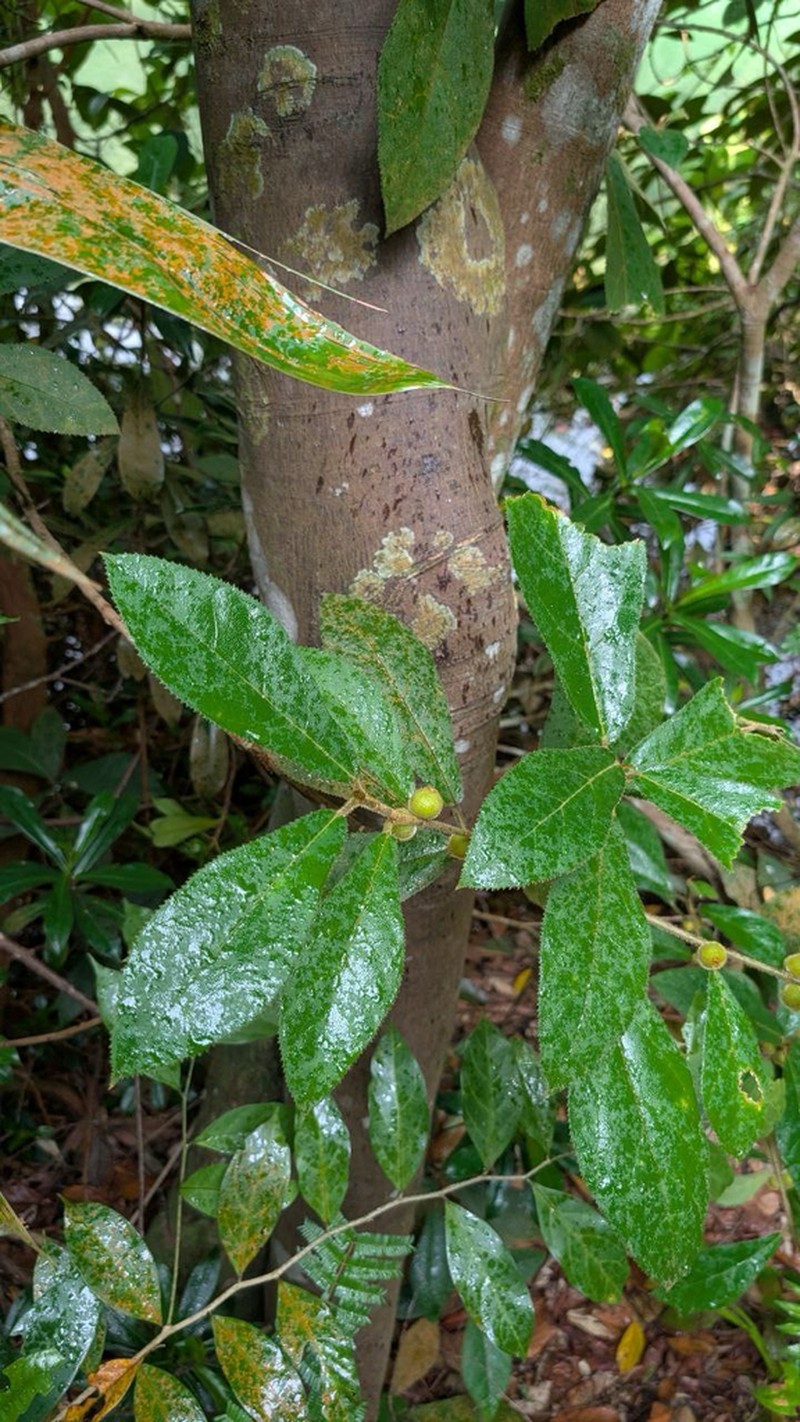 Ficus aurata photo 4