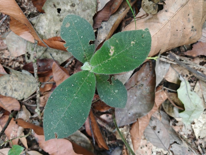 Ficus aurata photo 5