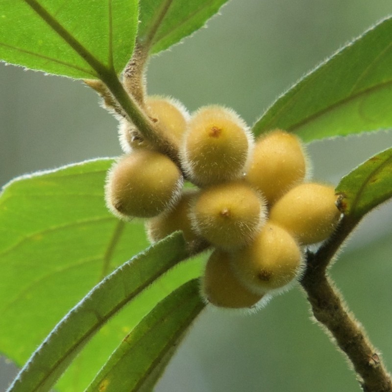 Ficus aurata photo 6