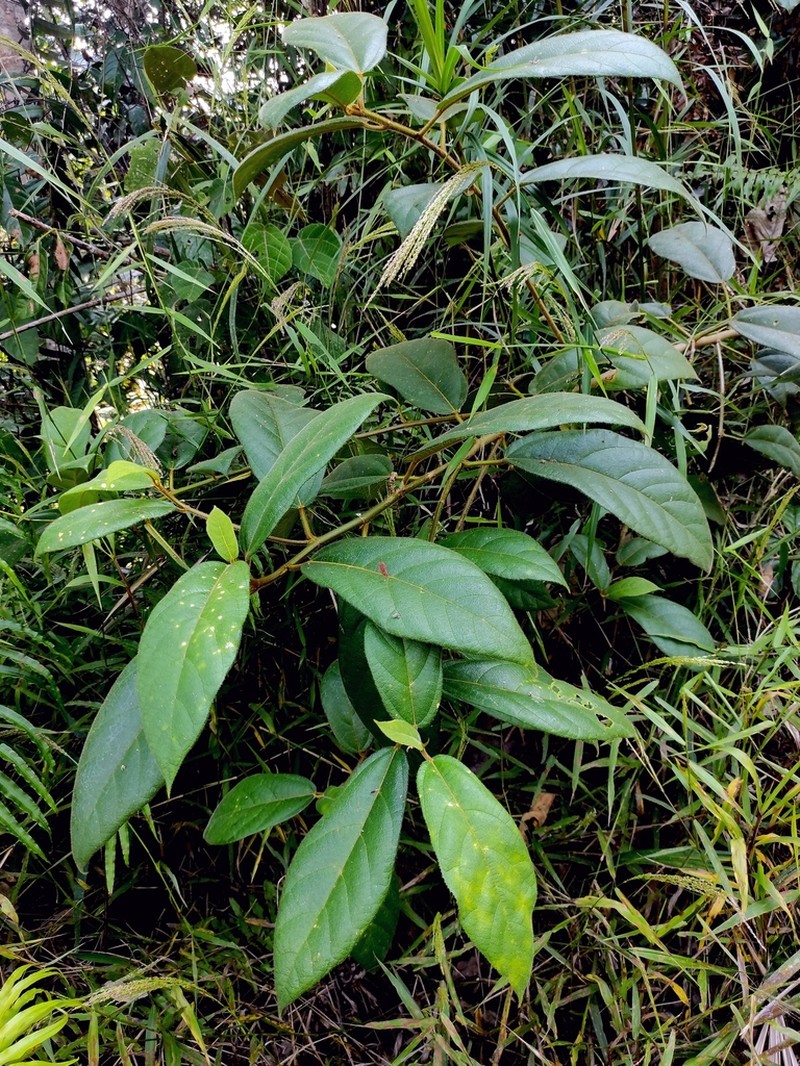 Ficus aurata photo 7