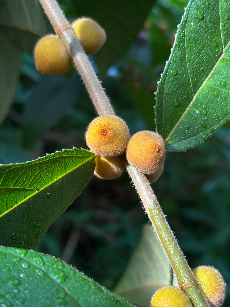 Ficus aurata photo 8