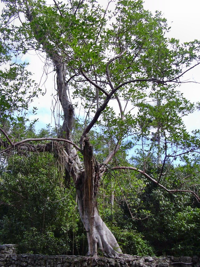 Florida Strangler Fig