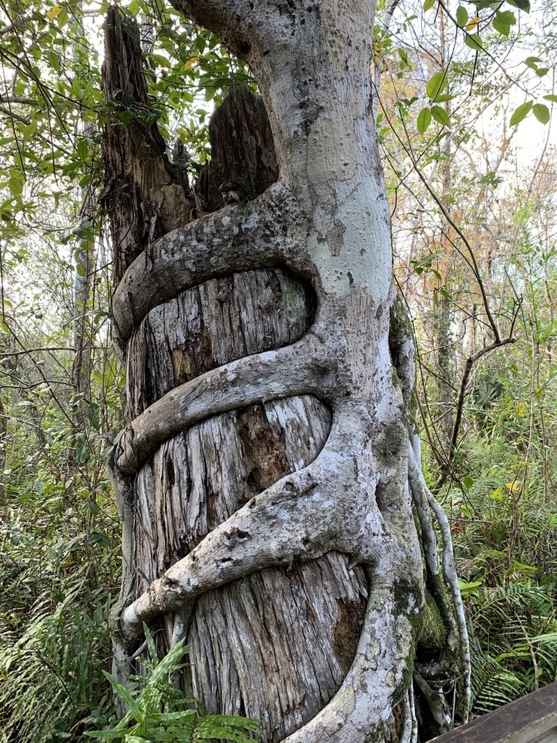 Florida Strangler Fig