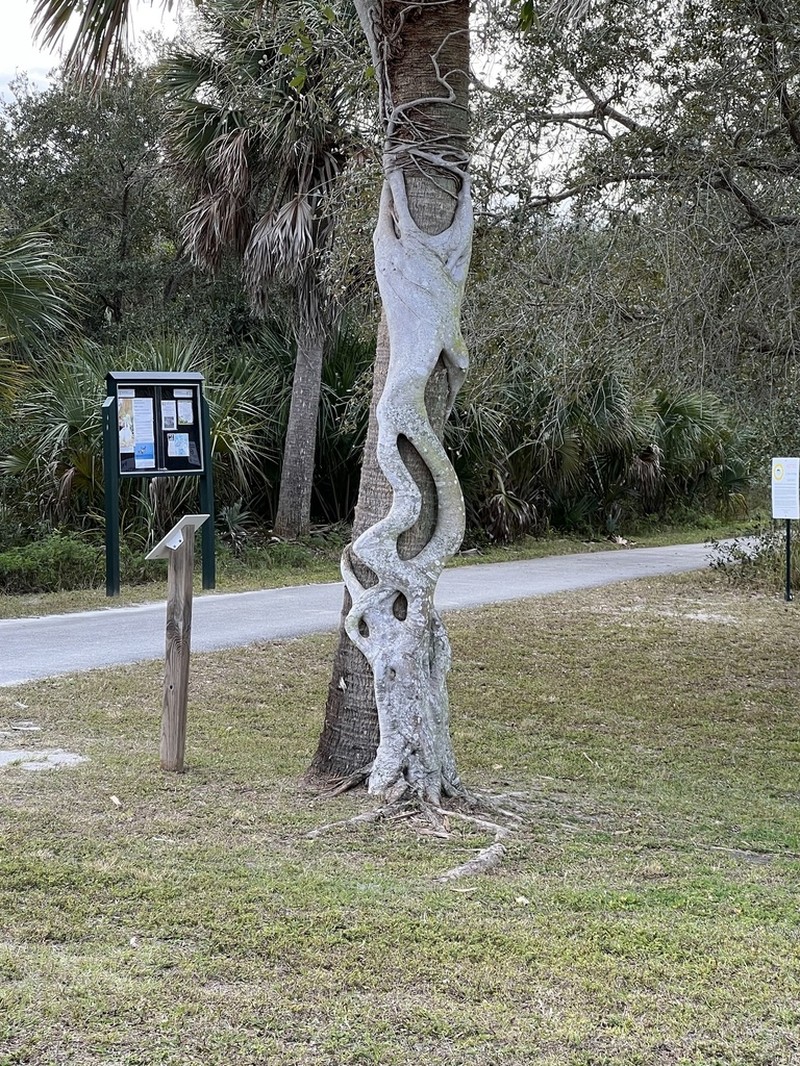 Florida Strangler Fig photo 2