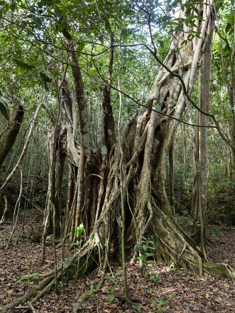 Florida Strangler Fig photo 3