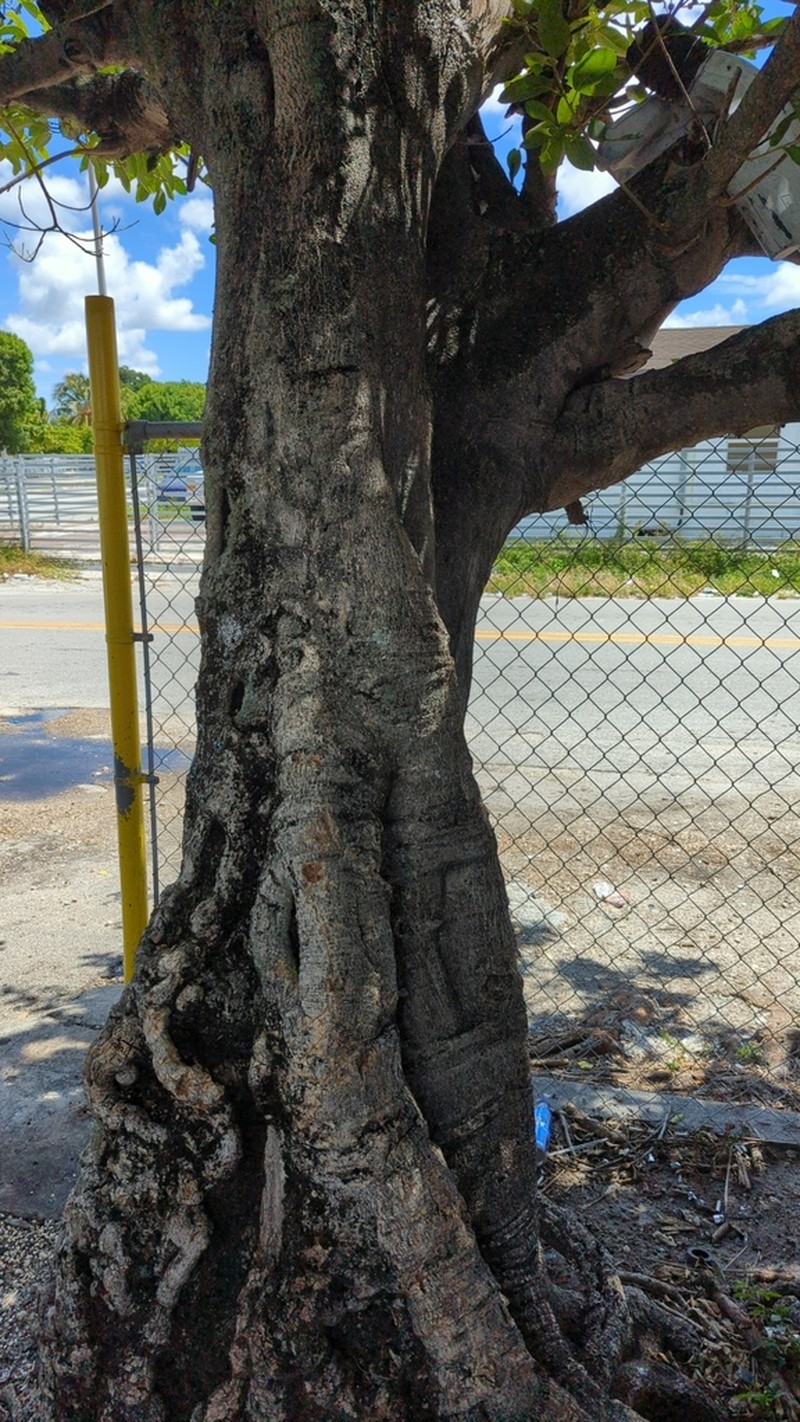 Florida Strangler Fig photo 4