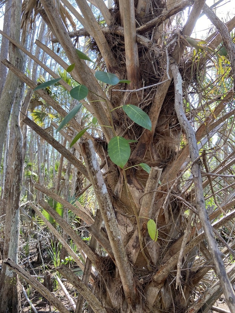 Florida Strangler Fig photo 6