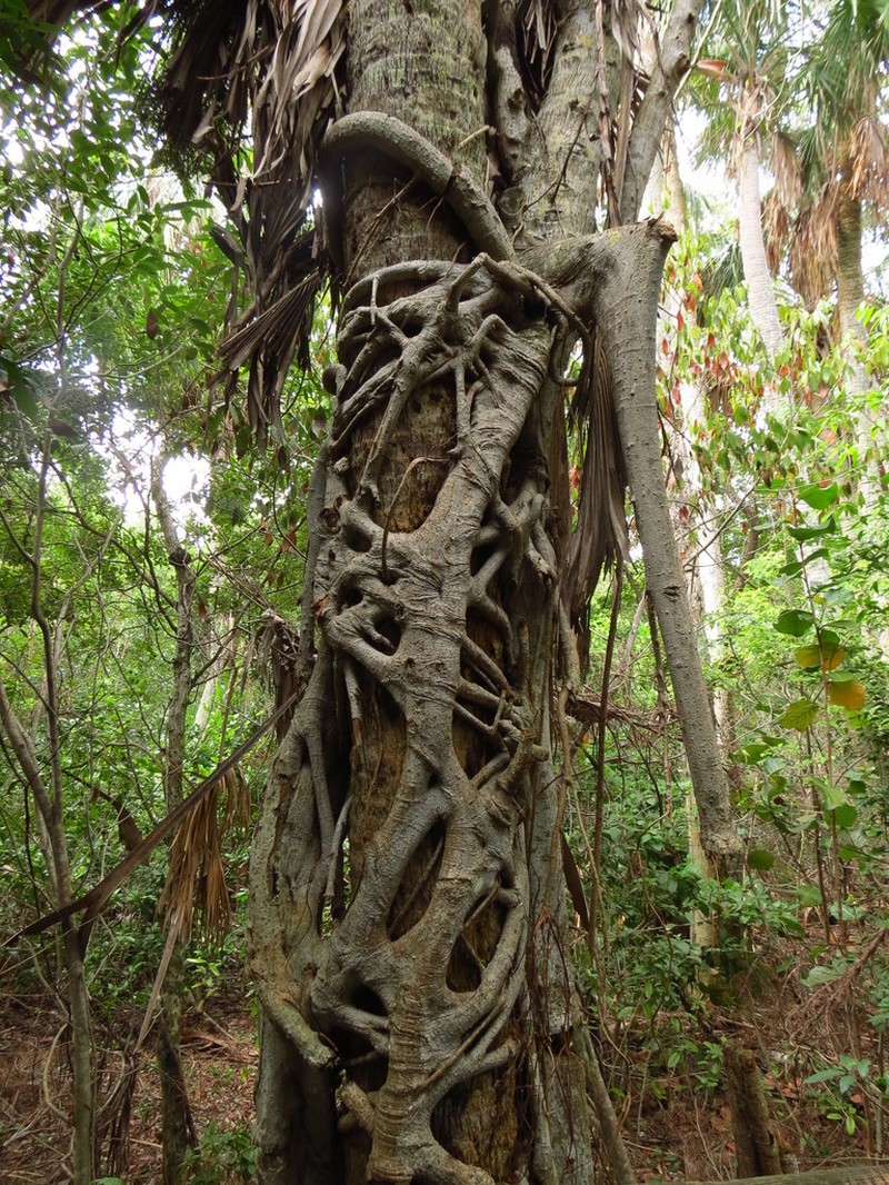 Florida Strangler Fig photo 7