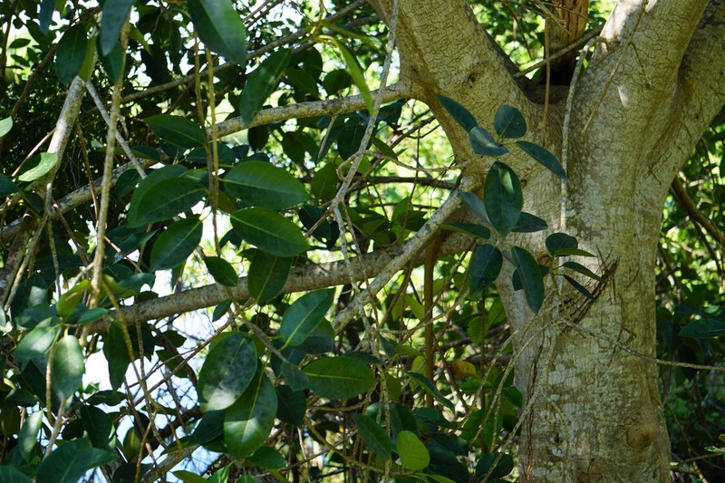 Florida Strangler Fig photo 8