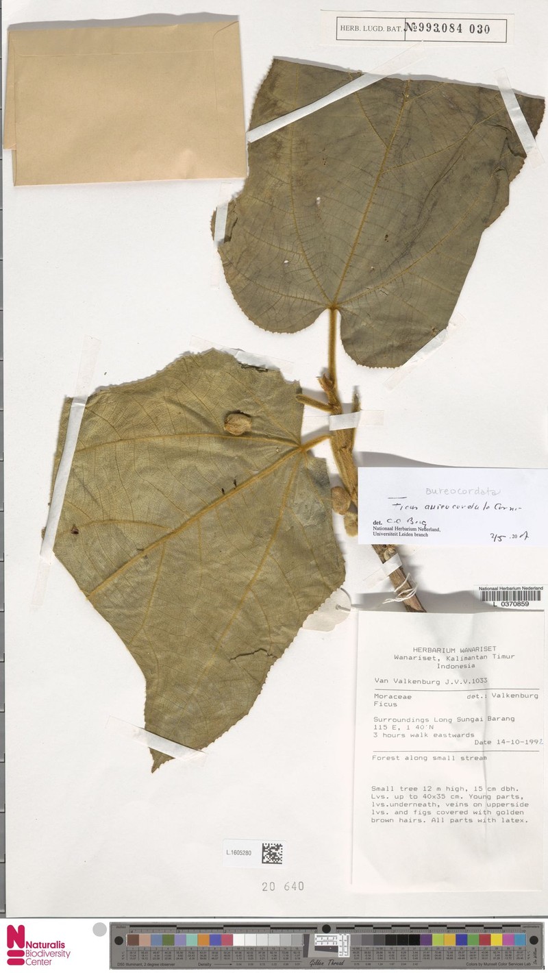 Ficus aureocordata